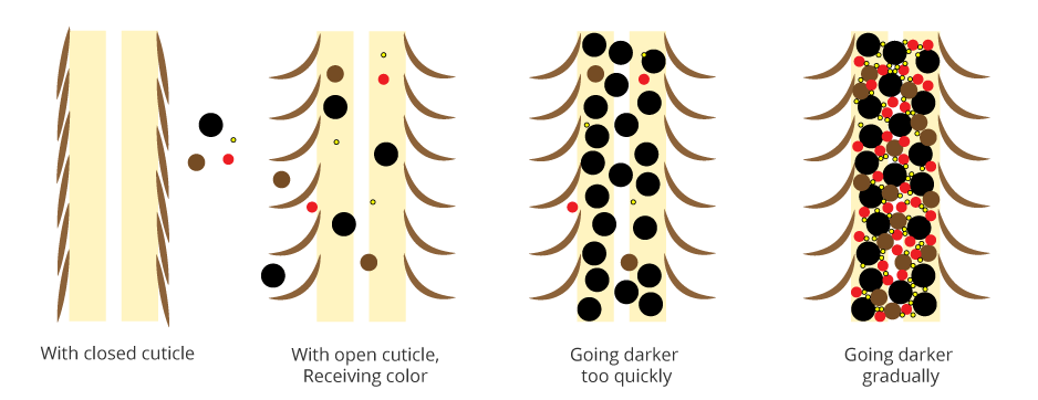 Hair Cuticles and Hair Color