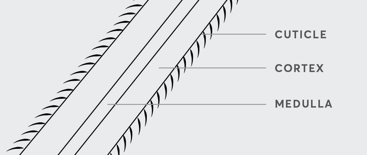 Hair Structure includes the Cuticle, Cortex and Medula