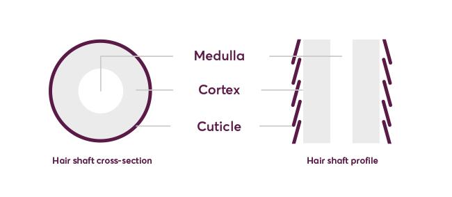 hair shaft diagram