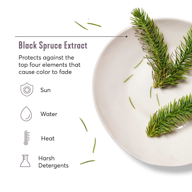Key Ingredients - PDP -Infographic-black spruce